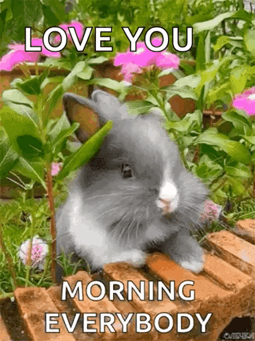 Bunny Morning GIF - Bunny Morning Flowers GIFs