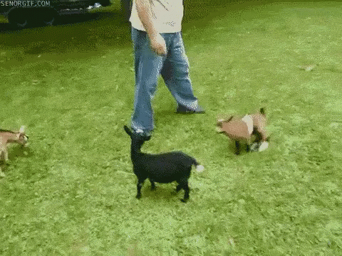 Get Out Of My Way! GIF - Goat Jump Kick GIFs