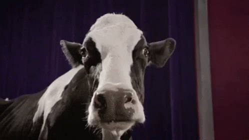 Cow Animal GIF - Cow Animal Animals GIFs