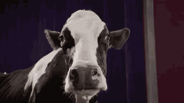a black and white cow is sticking its tongue out .