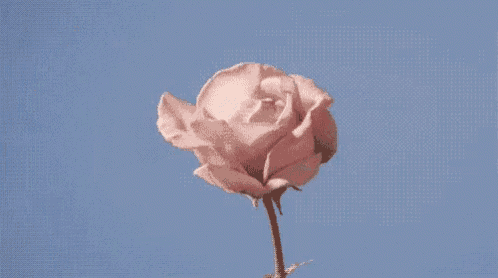 a pink rose is against a blue sky .