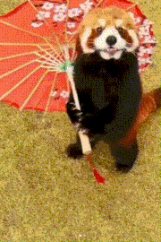 a red panda bear is holding a red umbrella with flowers on it
