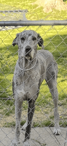 a dog behind a chain link fence with a pearl necklace around its neck