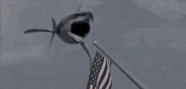 a close up of a shark eating a squid in the water .