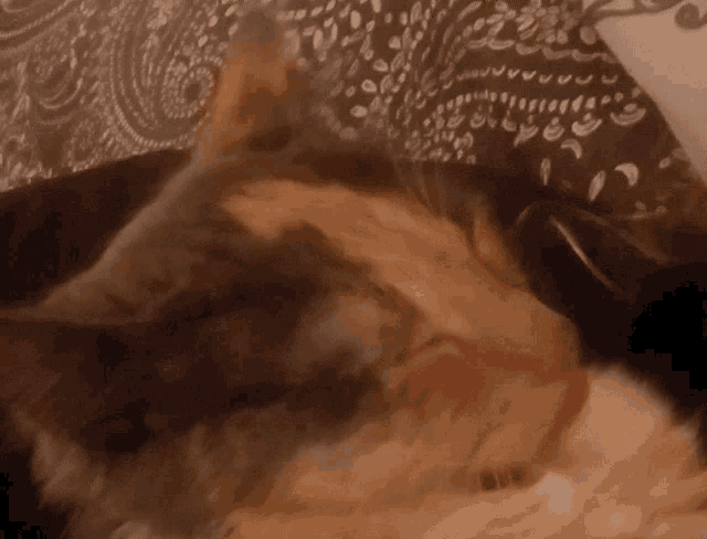 Cat Tongue Out GIF - Cat Tongue Out Kitty GIFs