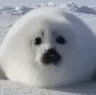 a close up of a seal laying in the snow looking at the camera .