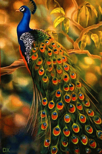 Peacock Bird GIF - Peacock Bird GIFs