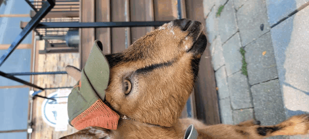 a goat wearing a green and orange hat is laying on the sidewalk