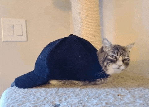 a cat wearing a black hat sitting on a cat tree