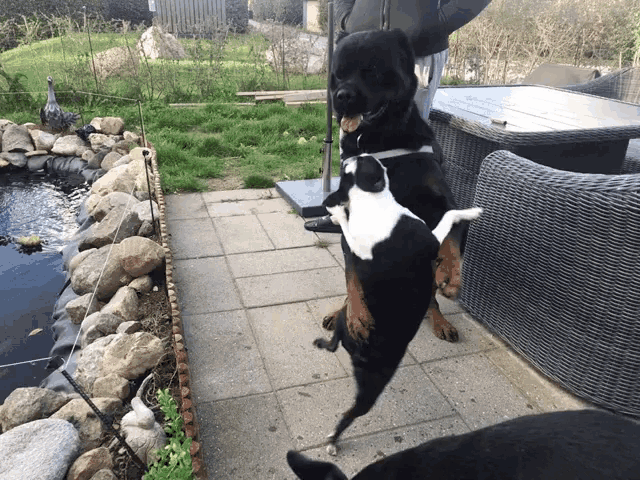 a dog is carrying a puppy on its back while another dog looks on