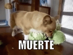 Cabbage Dog GIF - Cabbage Dog Angry GIFs
