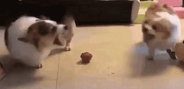 a group of cats are playing with a ball on the floor .
