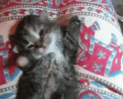 Yawn GIF - Good Morning Kitten Wake Up GIFs