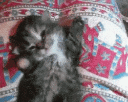 a kitten is laying on a pink and white blanket with the letter b on it
