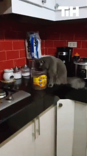 Stealing Food Food Theft GIF - Stealing Food Food Theft Eating GIFs