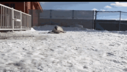 Seal Snow GIF - Seal Snow Fat GIFs