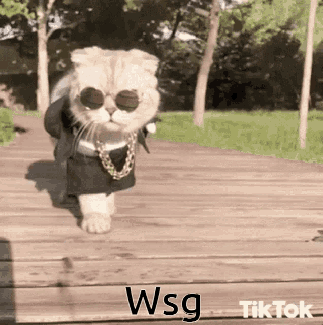 Cat Wsg GIF - Cat Wsg Kitten GIFs