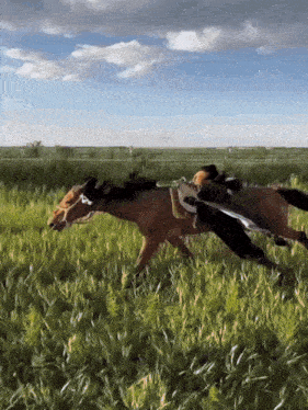 a person riding a horse in a field with a saddle on