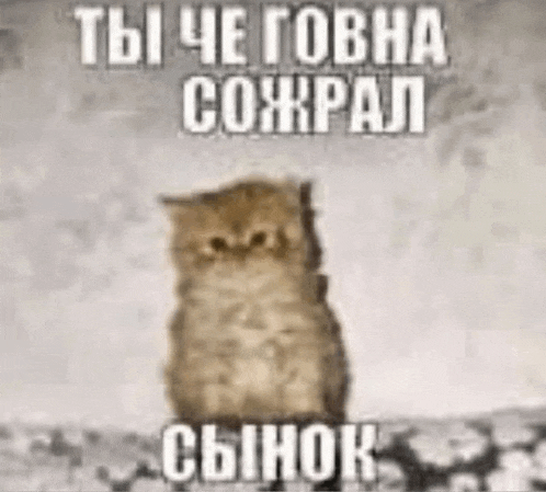 a cat is sitting on top of a rock with a russian text behind it .