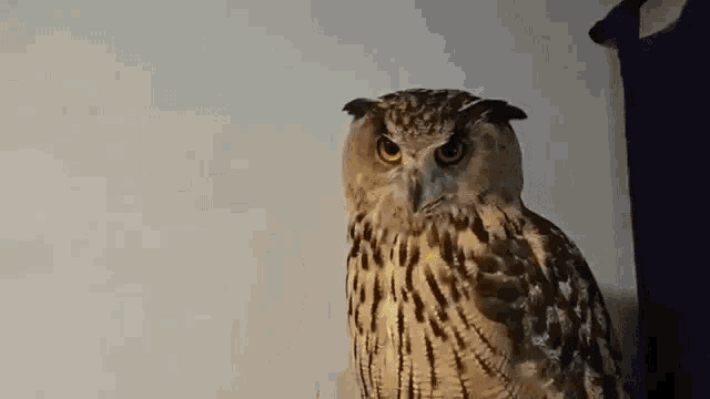a close up of an owl sitting on a wall looking at the camera .
