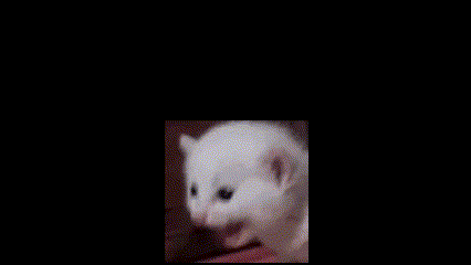 a white cat with its mouth open is looking at the camera .