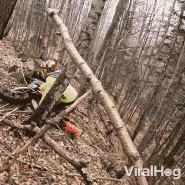 Escaping From The Bear Viralhog GIF - Escaping From The Bear Bear Viralhog GIFs