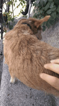 a person petting a goat with a bike in the background