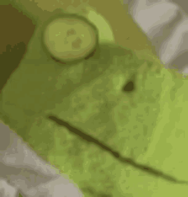 a green frog with a cucumber slice on its face .