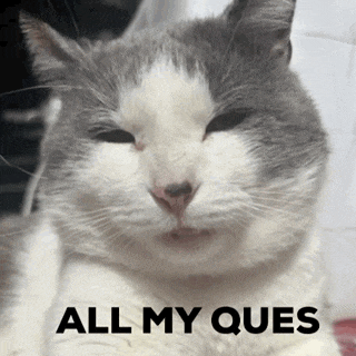 a gray and white cat laying down with the words all my ques above it