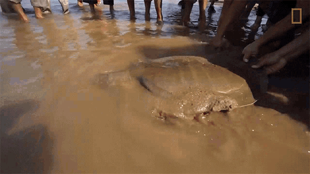 Swimming Rare Giant Softshell Turtle Released Into The Wild GIF - Swimming Rare Giant Softshell Turtle Released Into The Wild On The Sea GIFs