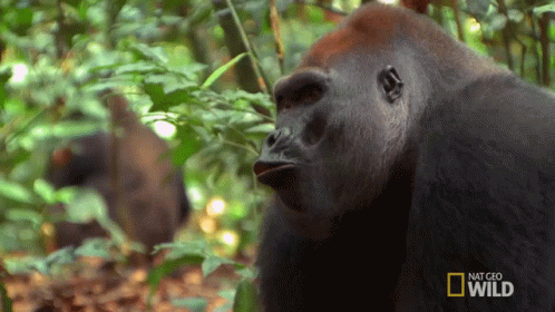 Exhausted Kingo GIF - Exhausted Kingo Behold The King Of The Jungle GIFs