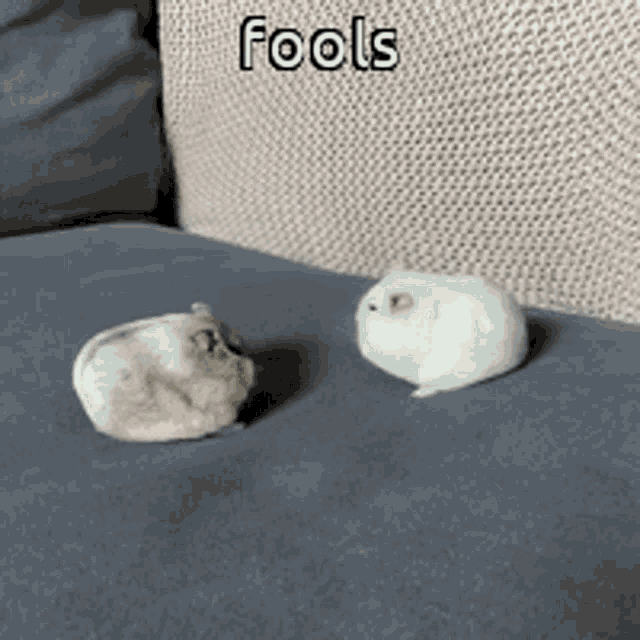 Animals With Captions Small Hamster GIF - Animals With Captions Small Hamster Funny Hamster GIFs