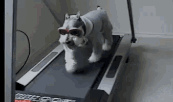 a dog wearing sunglasses is walking on a treadmill