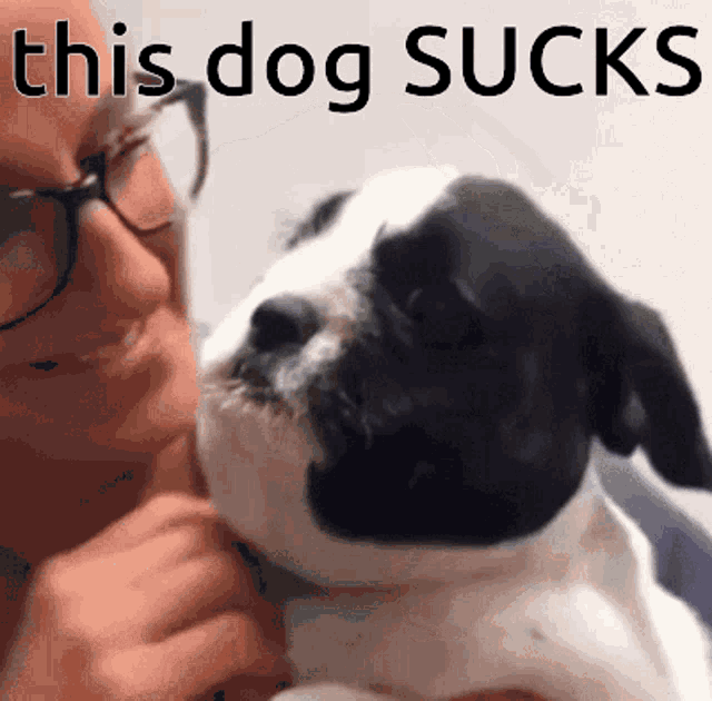 This Dog Sucks Sucks GIF - This Dog Sucks This Dog Sucks GIFs