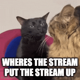 two cats are sitting next to each other with a caption that says wheres the stream put the stream up