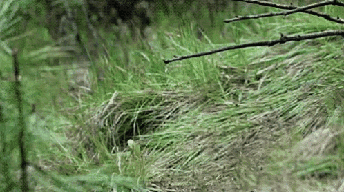 Wolf Pup GIF - Wolf Pup GIFs