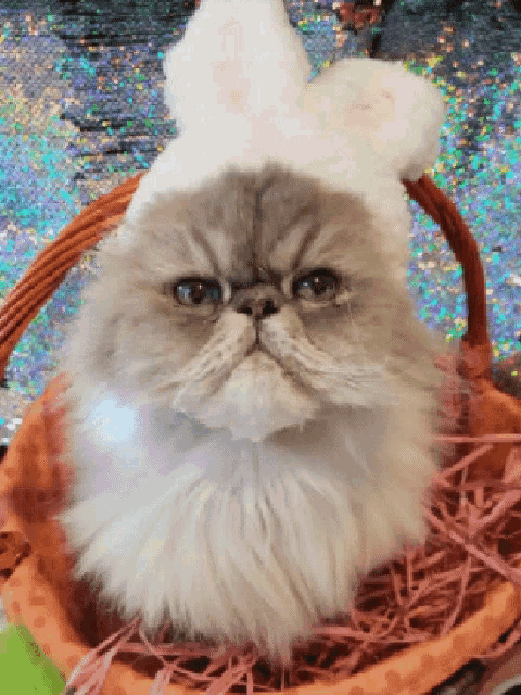 a cat wearing a white bunny hat sits in a basket