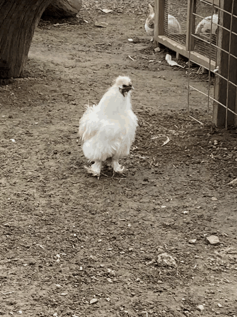 a white chicken standing in a dirt area