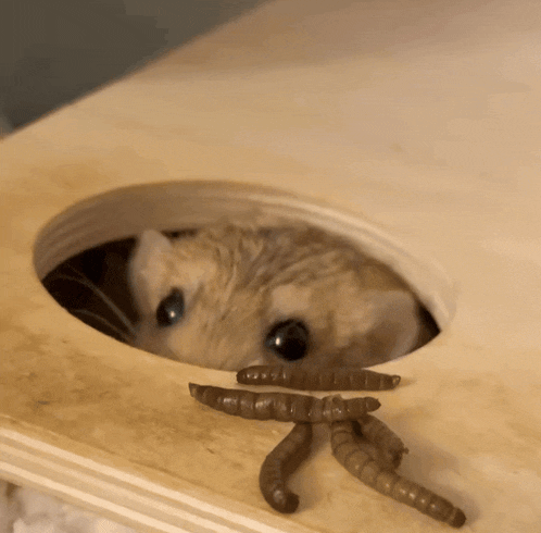 a hamster is looking out of a hole in a wooden box