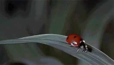 Lady Ladybug GIF - Lady Ladybug Beetle GIFs