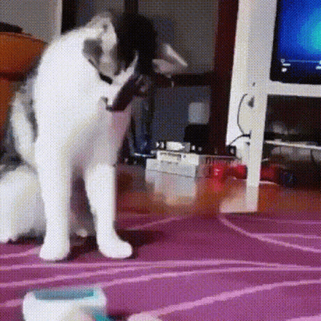 a cat is standing on its hind legs on a purple rug in a living room