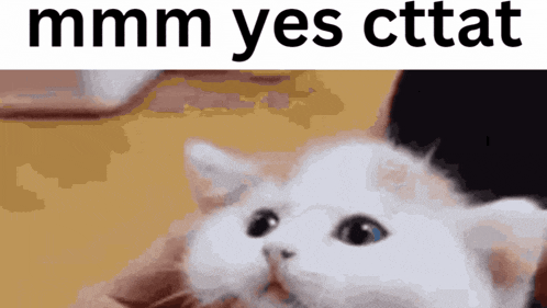 a cat is being held in someone 's hand and the caption says mmmm yes cttat