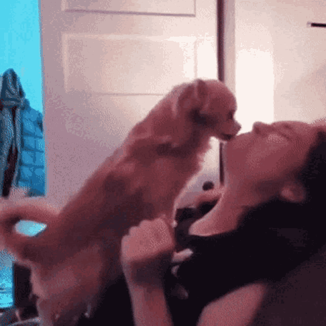 a small dog is sniffing a woman 's face while sitting on a couch .