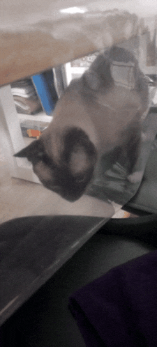 a cat is laying on a table with its head on a mouse pad