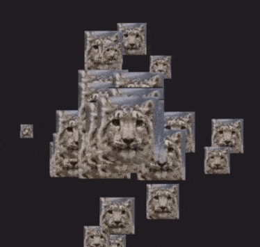a picture of a snow leopard surrounded by smaller pictures of the same leopard