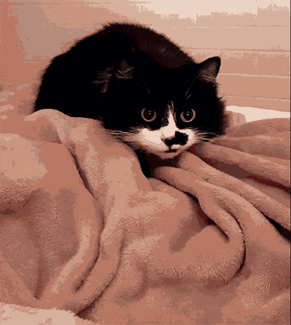 a black and white cat laying on a blanket