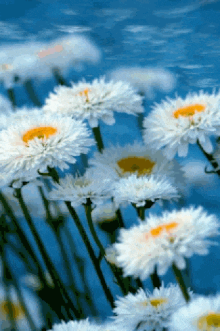 a bunch of white daisies with a yellow center in front of a blue sky