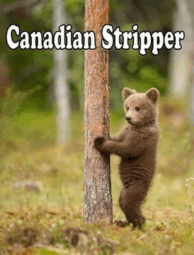 a bear cub leaning against a tree with the words canadian stripper written above it