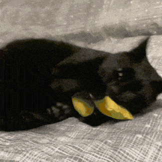 a black cat is laying on a bed and eating a slice of lemon