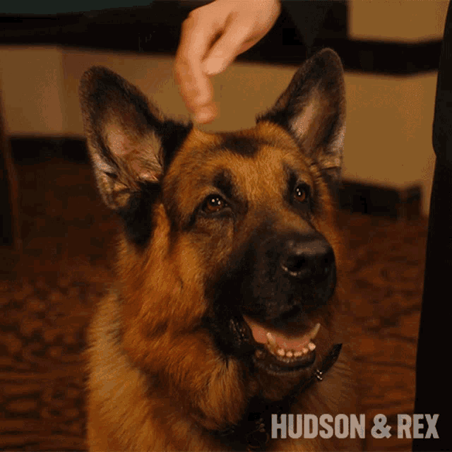 Petting Rex GIF - Petting Rex Diesel Vom Burgimwald GIFs